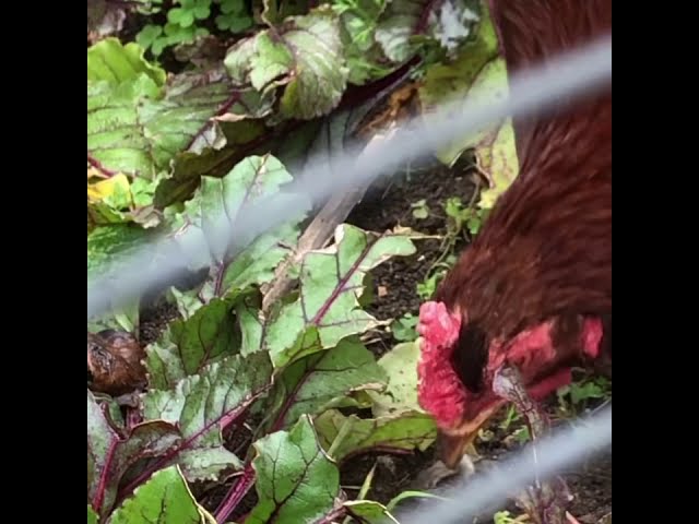 Chicken swallows a snake whole