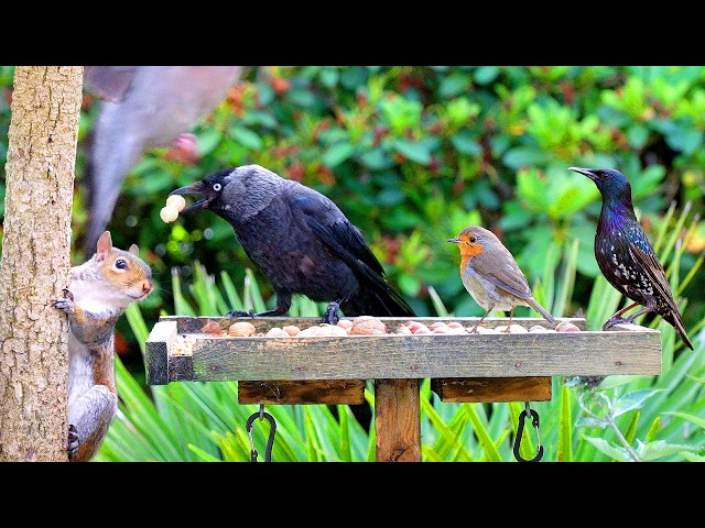 🔴 CAT TV 24/7 🌞 Summer Birds & Squirrels Eat on the Birdtables 🐿️ Bird videos for cats 4K HDR