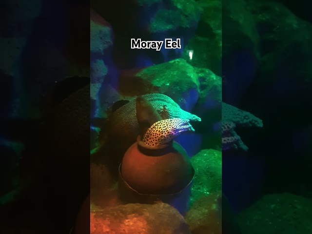 Moray Eel #shorts #shortsvideo #eelvideos #eelfishing #eel