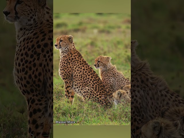 Cheetah Mom and Cubs In The Maasai-Mara