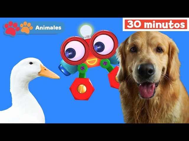 Mis Amigos Animales con Robi | Aprender animales | sonidos de animales | Mi Primera Universidad
