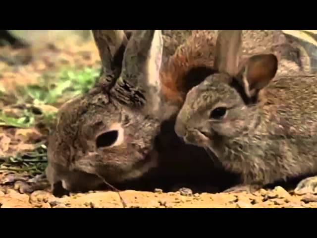 10 Animals Special Breeding