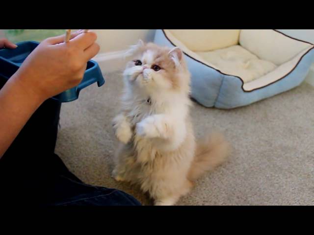 Chopsticks feeding Squirrel-like Kitten リスのような子貓 (featured in America's Cutest Cat)