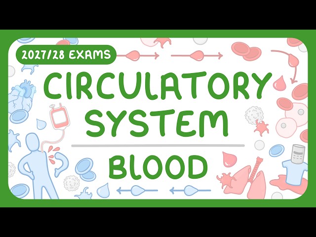 GCSE Biology - The Circulatory System | The Blood (2027/28 exams)