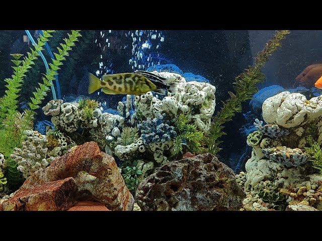 Cichlids aquarium