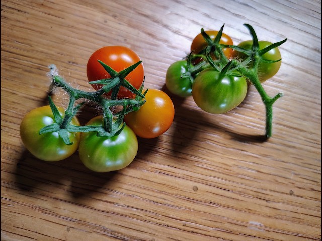 Hydroponic  Garden I Call My  Indoor Farm Sept 1 2026