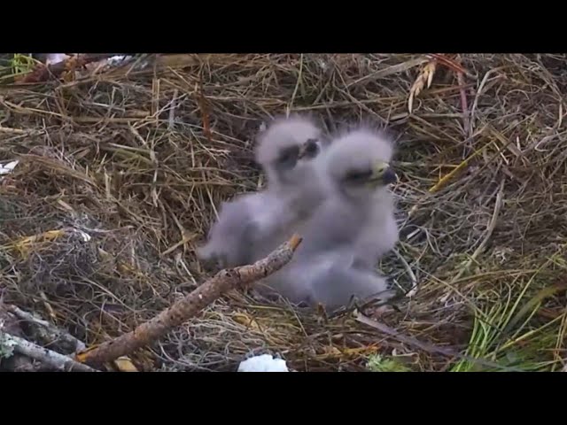 Bald Eagle Eggs Hatch At NEFL Eagle Cam