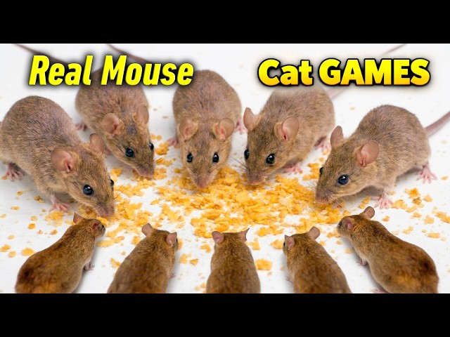Cat TV - Real Mouse/Mice/Rat Videos for Cats to Watch | Rat Sound Cat GAMES