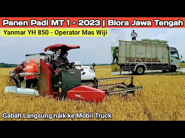 Kombi Yanmar YH 850 | Memanen di Blora Jateng | Gabah Langsung naik ke Mobil Truck