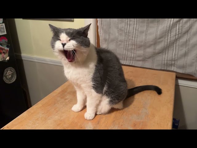 I'm STILL a Stupid Cat!