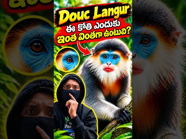 Douc Langur — ఈ కోతి ఎందుకు ఇంత వింతగా ఉంటుంది?