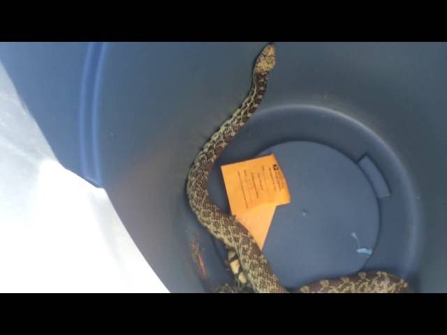 Leasing. Snake Wrangling. Another Day At Work