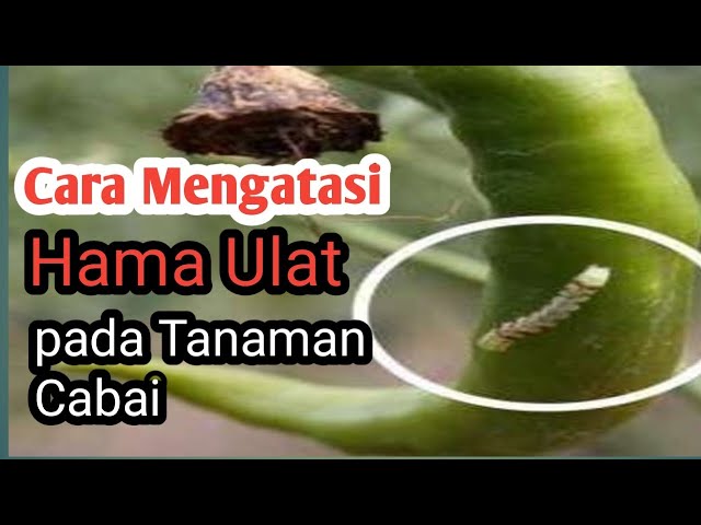 Cara Mengatasi Hama Ulat pada Canaman Cabai