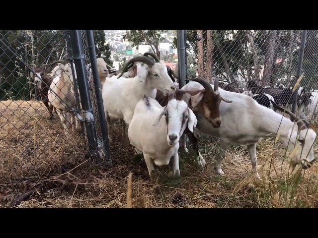 Here We Goat Again
