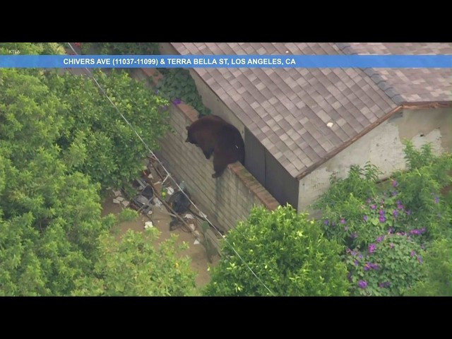 Sky5 live: Bear passes out atop brick wall after taking tranquilizer to backside