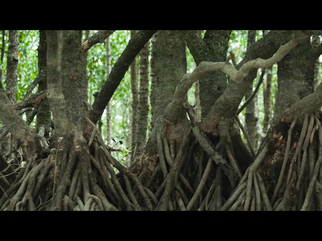 roots take in water