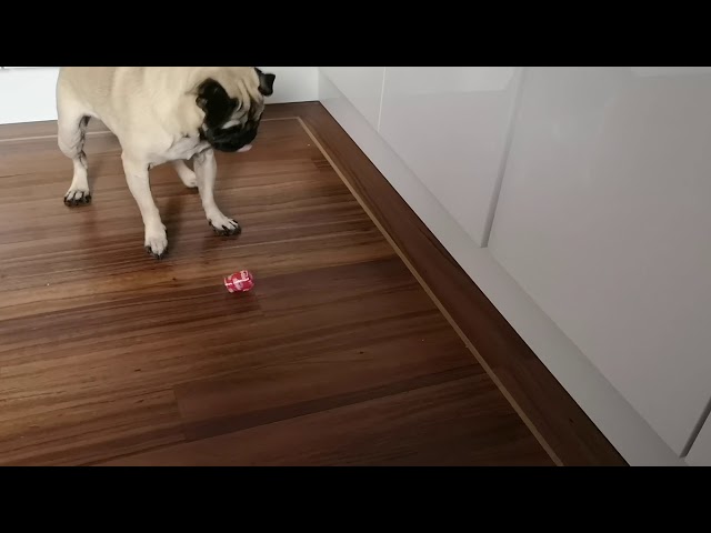 Pug scared of plastic lid