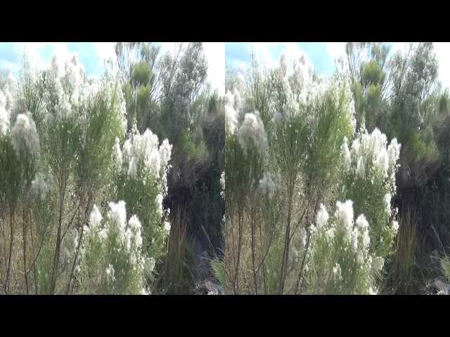 Gilbert Riparian Preserve - 2011-12-17 (3D version) Sony DEV-5