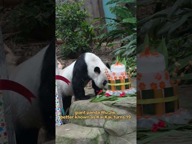 Best Wishes To Kai Kai On His 19th Birthday! | iPanda【Pandas’ World Travel】