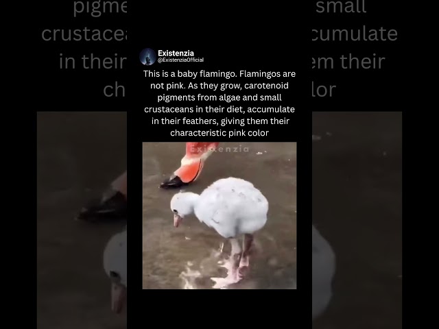 Why Baby Flamingos Aren’t Born Pink