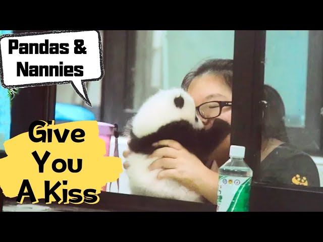 Cute Panda Baby's Happy Life With Nannies | iPanda