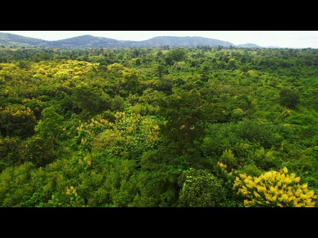 Reforesting Ghana: FORM Ghana's Mission to Restore Forests and Benefit Communities