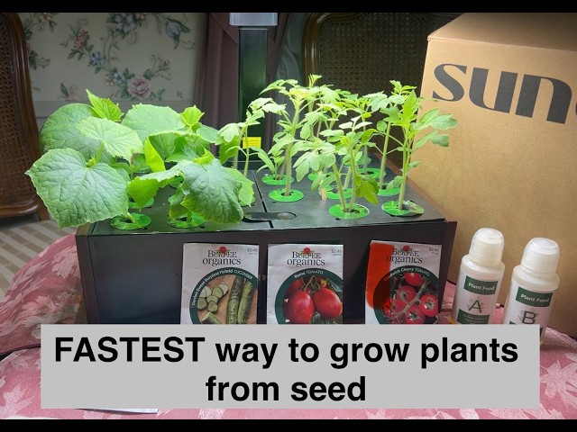 FASTEST way to grow plants from seed Hydroponic Grow System with grow light vegetables flowers herbs