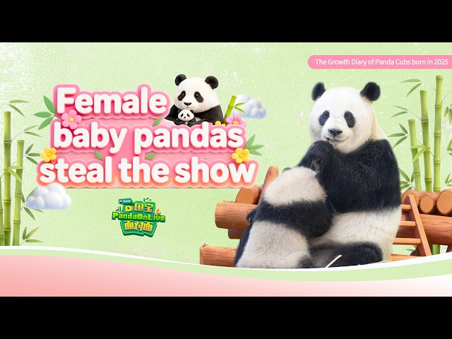 Broadcast: Female Baby Pandas Born In 2025 Steal The Show | iPanda