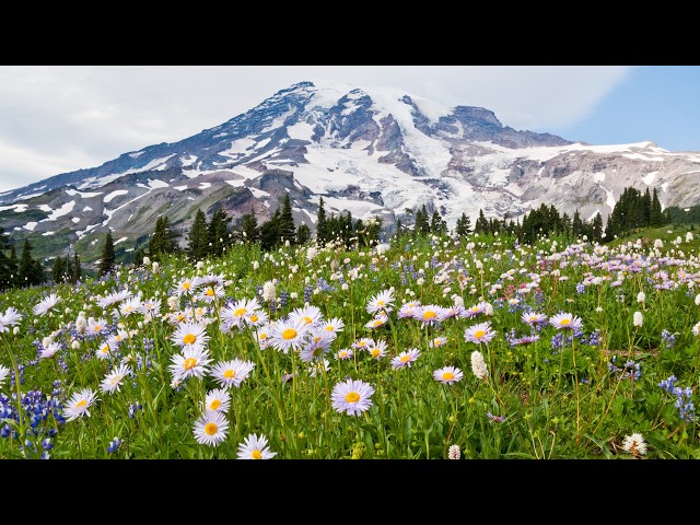 Spring's Enchantment, Beautiful Relaxing Music, Peaceful Soothing Instrumental Music, by Tim Janis