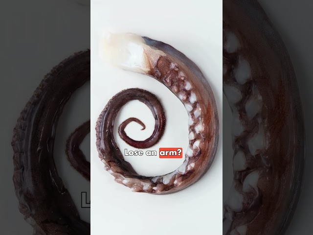 Octopus Secrets You Won’t Believe! 🤯#Octopus #AnimalFacts #OceanFacts