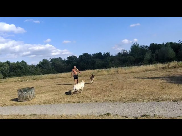 Recall Training With Coba, Caisar & Crugar 🐾