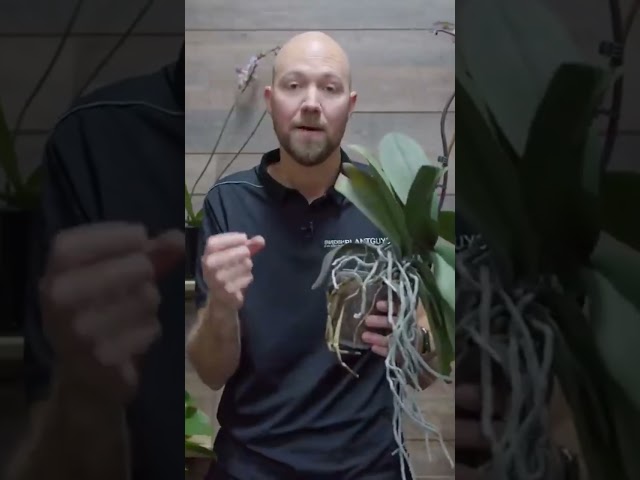 Don’t like air roots fram your Orchids 🪴 #orchids #plants #orchidworld #phalaenopsis #flowers