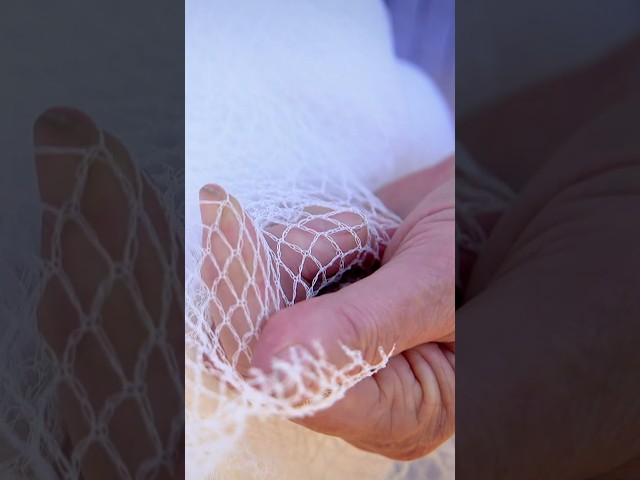 Wildlife-safe Netting for the Garden | Gardening Australia