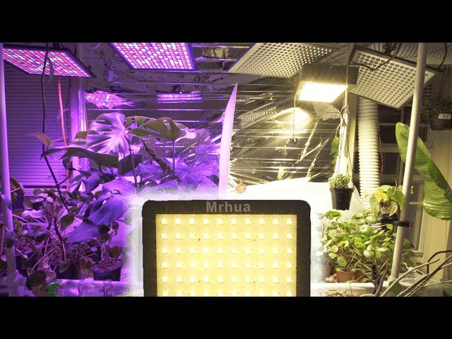 Artificial Sun: Mrhua 600w Light Review