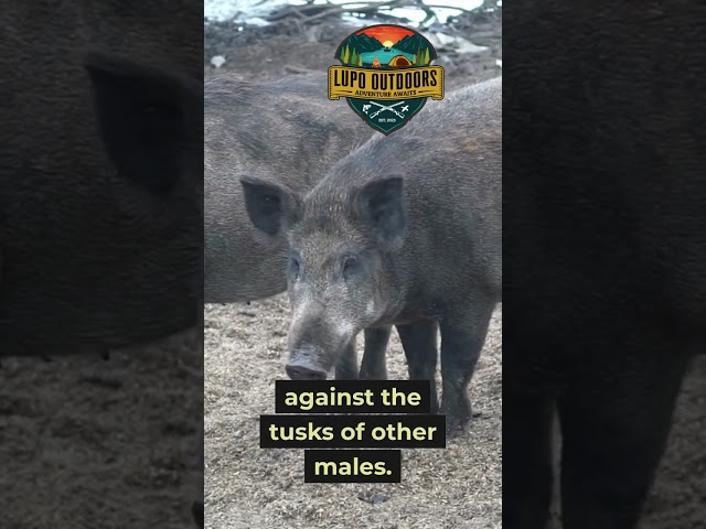 The Mistake That Costs Hunters Their Lives #boar #hunting #safety #shorts