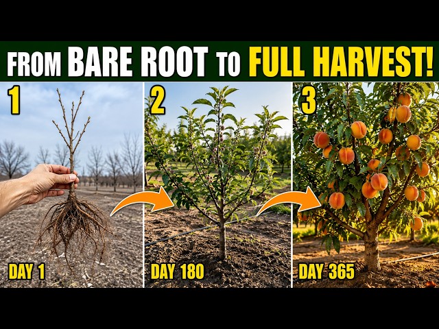 Your Bare Root Peach Tree Looks Dead… Here's What You Should Do
