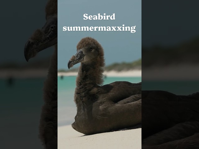 Seabird summermaxxing