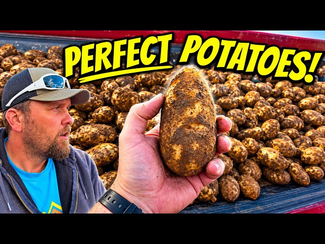 Our First Load of Potatoes Is Out of the Ground!