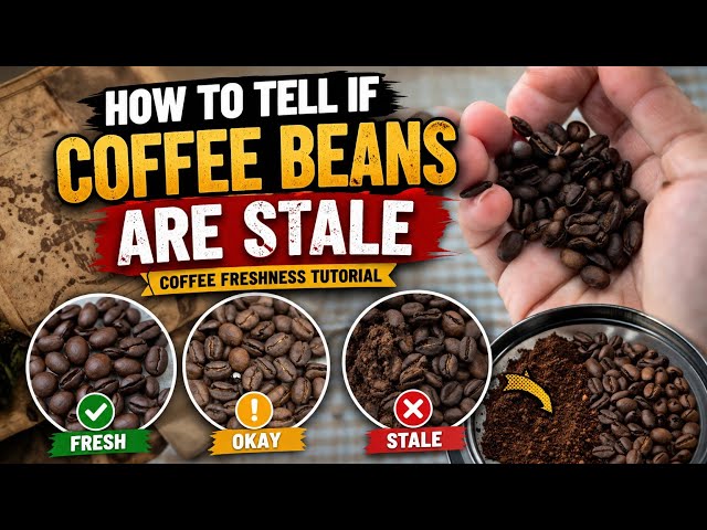 How To Tell if Coffee Beans Are Stale | Coffee Freshness Tutorial