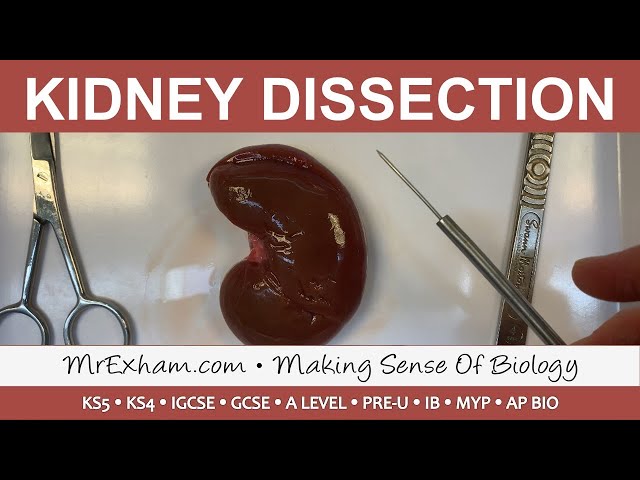 Kidney Dissection - GCSE, A Level, IB