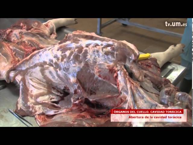 Órganos del cuello. Cavidad torácica