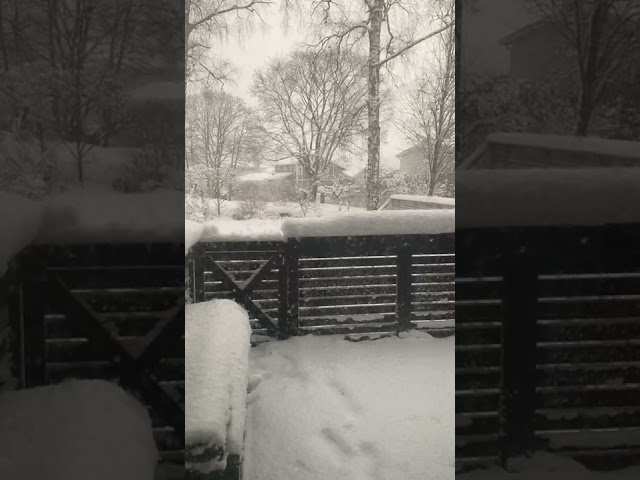 Snow - 21 november 2022