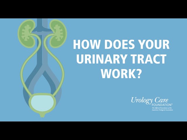 How Does Your Urinary Tract Work? - Urology Care Foundation