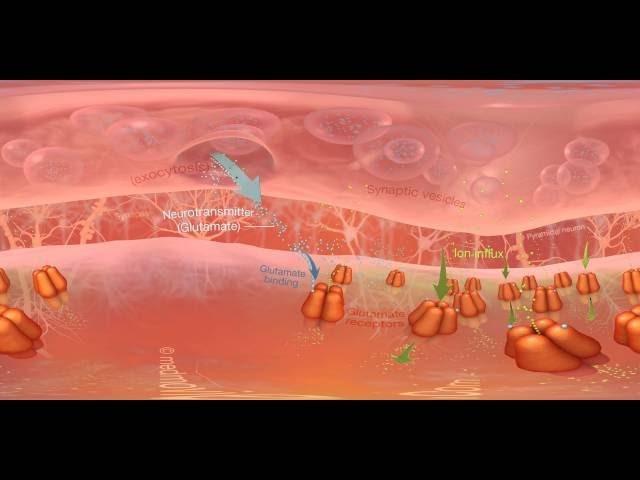 New 360 image of  Synapse and  Neurotransmitter - medmovie.com