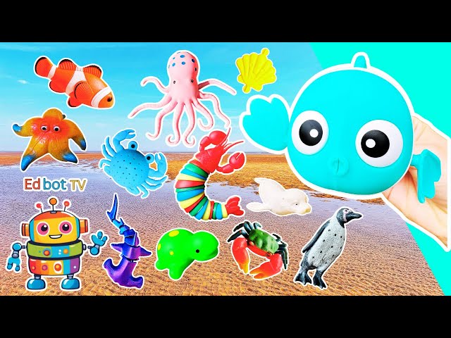 Sea Animal Names | Kids Learn at the Beach: Clownfish Starfish Octopus Turtle Lobster