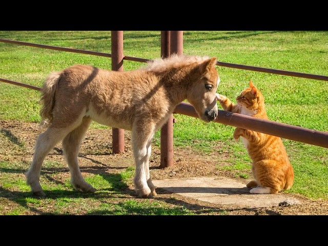 These Cats Made the Most Unexpected Animal Friends 🤣❤️