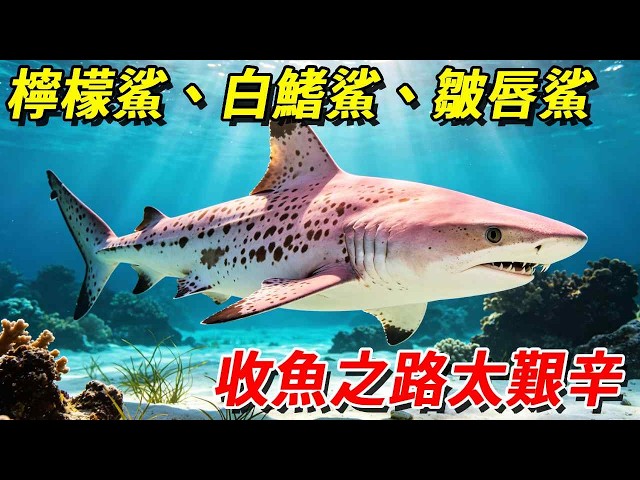 It's not easy to collect these sharks!