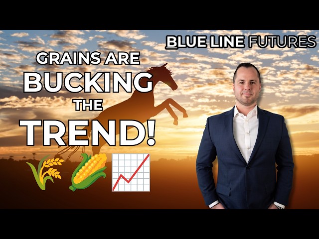 Grains Rally as Energy Falls, All Eyes on This Week's US-China Trade Talks - Oliver Sloup - RFD 9/21