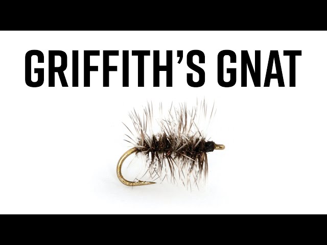 Griffith's Gnat