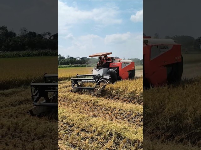 COMBINE HARVESTER KUBOTA DC93 eps 114 #kombisawah #combineharvester #kubota